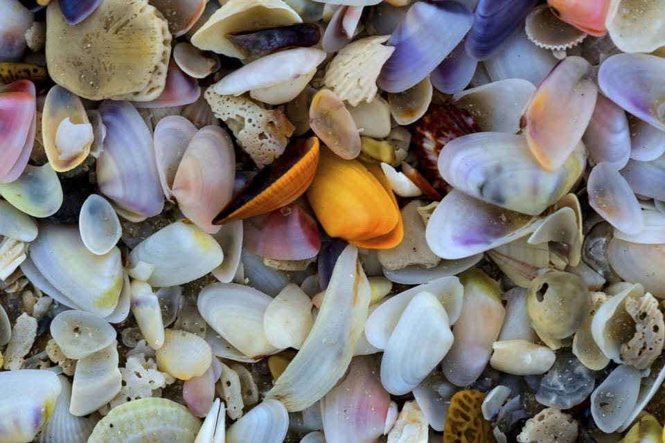 Shells are in abundance on the beaches, enjoy the hunt!
