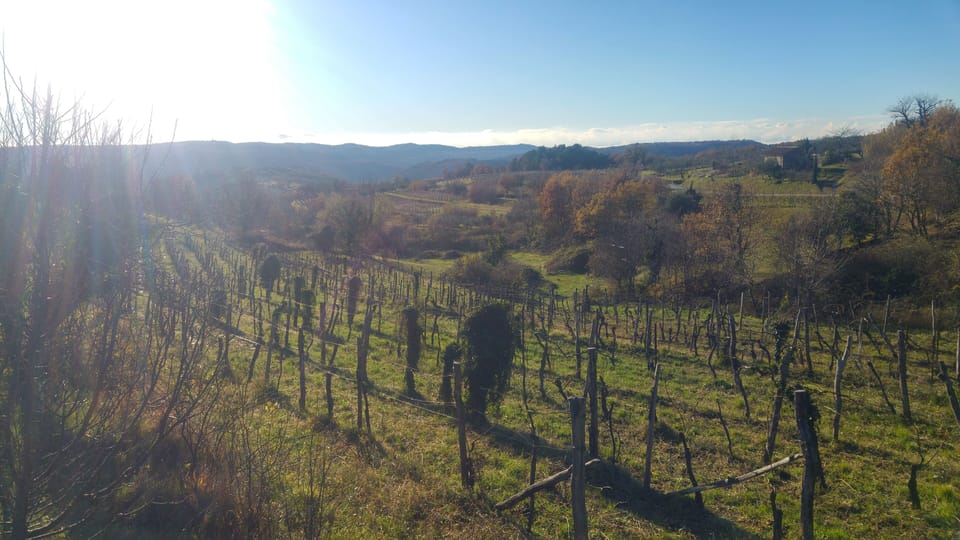 The vineyard