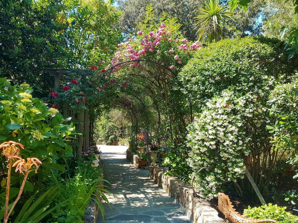 Shrub, Garden, Flower, Botany, Petal, Walkway, Botanical Garden, Annual Plant, Yard, Landscaping