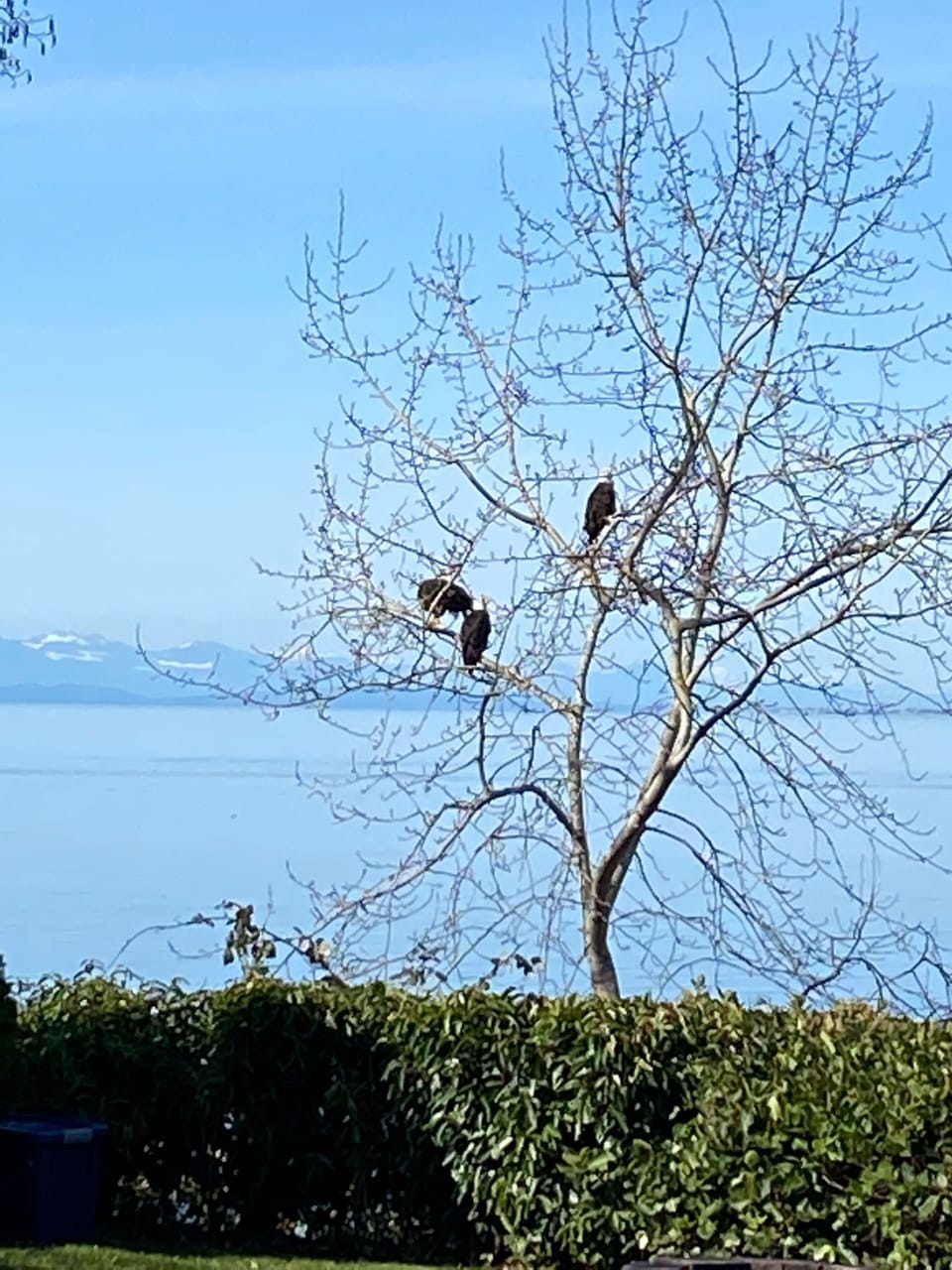Eagles hanging out at the Edge of America !