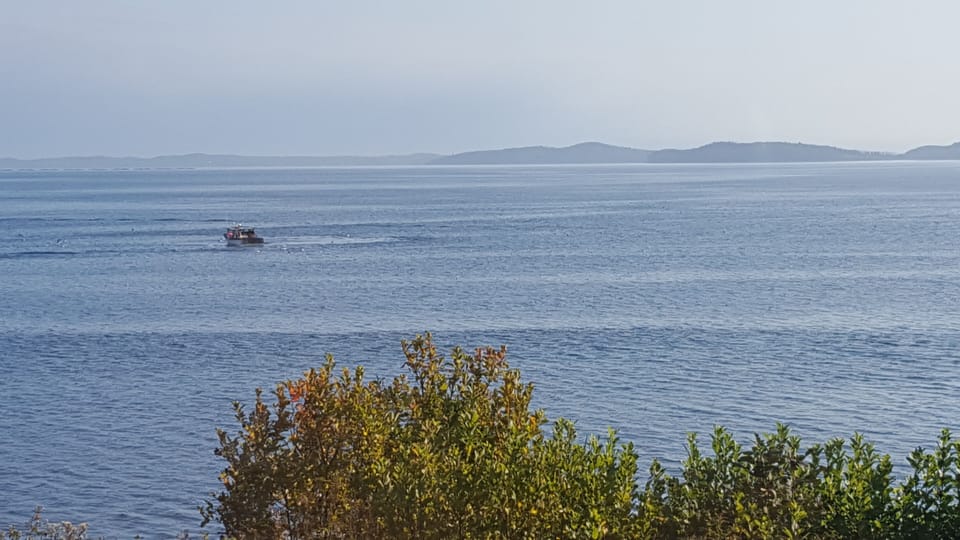 View from the yard
