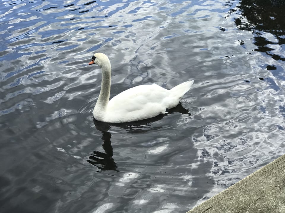 Sea Colony's Resident Swan