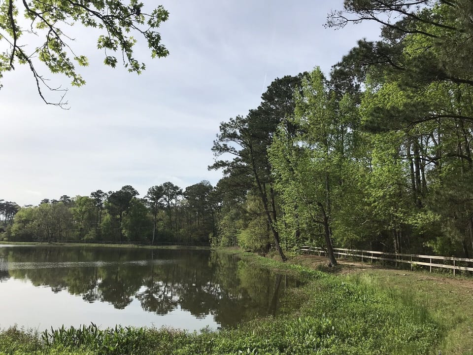 Walking distance to Neighborwoods park for wildlife viewing 