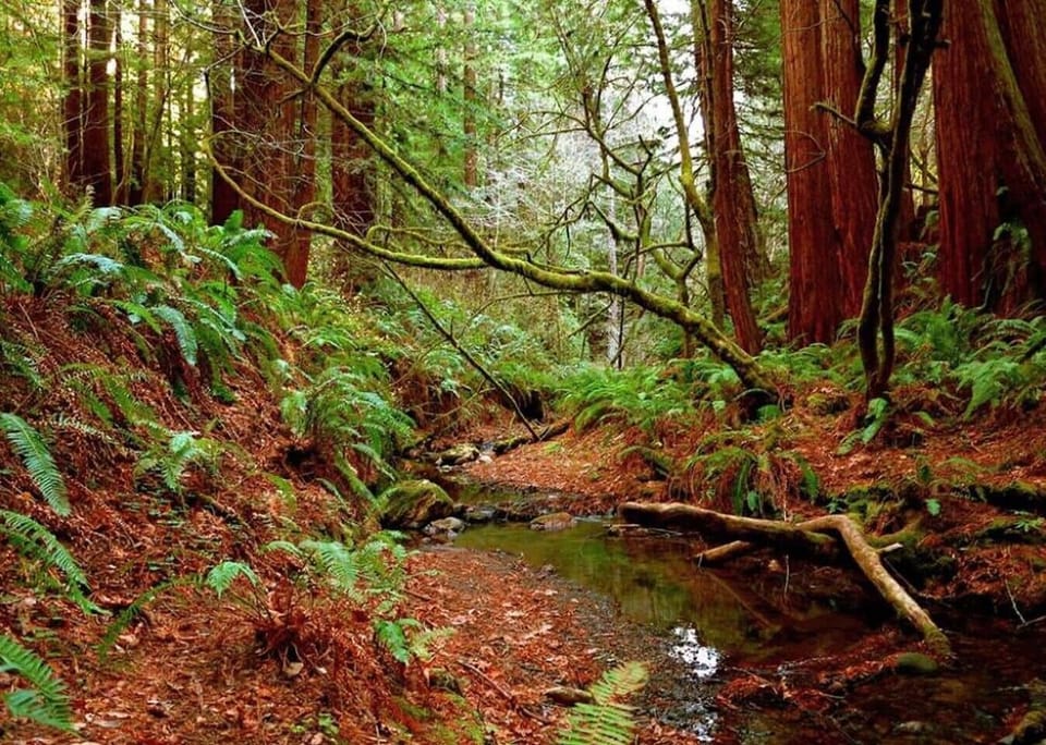 Discover majestic Redwood trees close by at the Purisima Creek Redwoods Open Space Preserve, ~10 miles away.