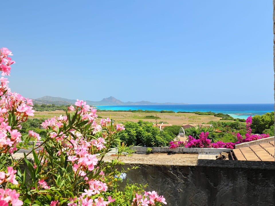 Flower, Sky, Plant, Property, Azure, Water, Petal, Landscape, House, Horizon