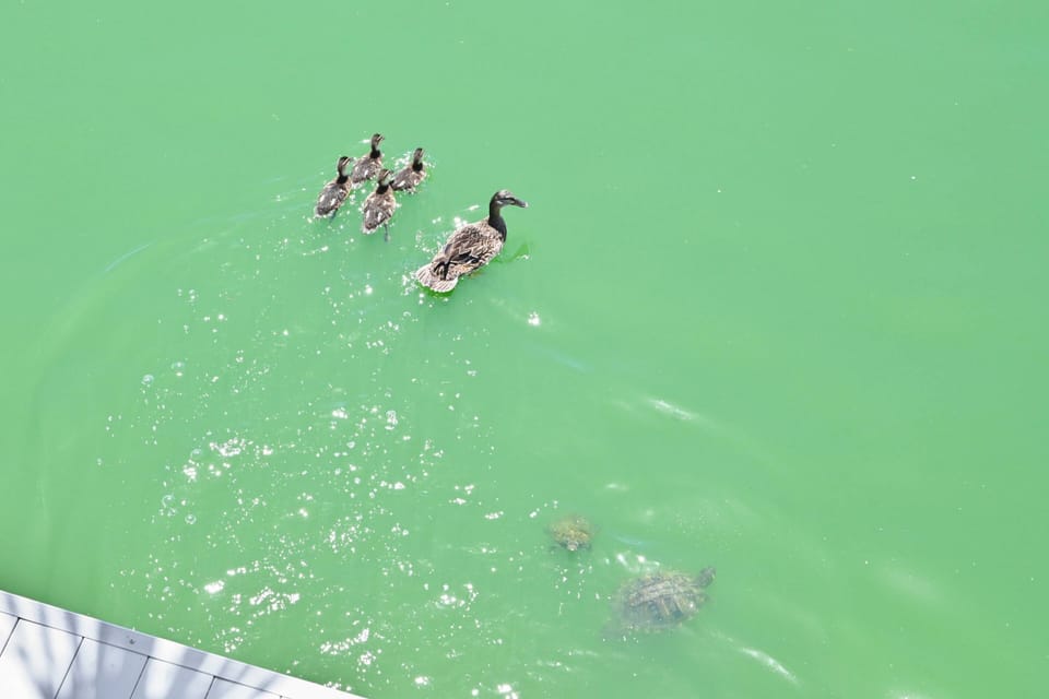 Lake filled with Live Family Entertainment; Turtles, Ducks, Swans, Pelicans swimming with the Fish