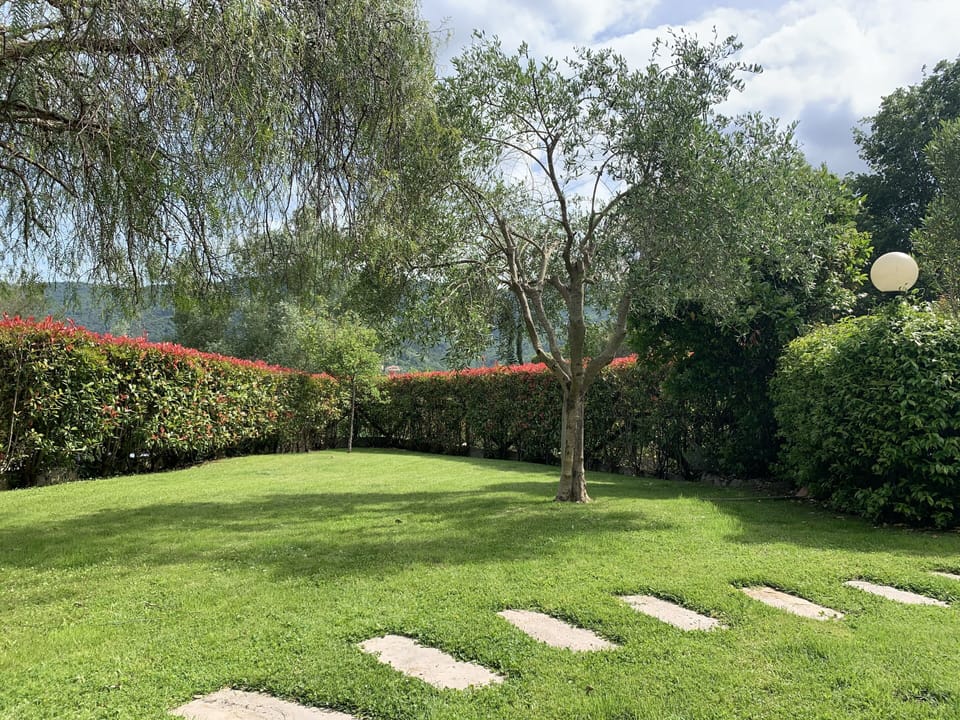 The garden