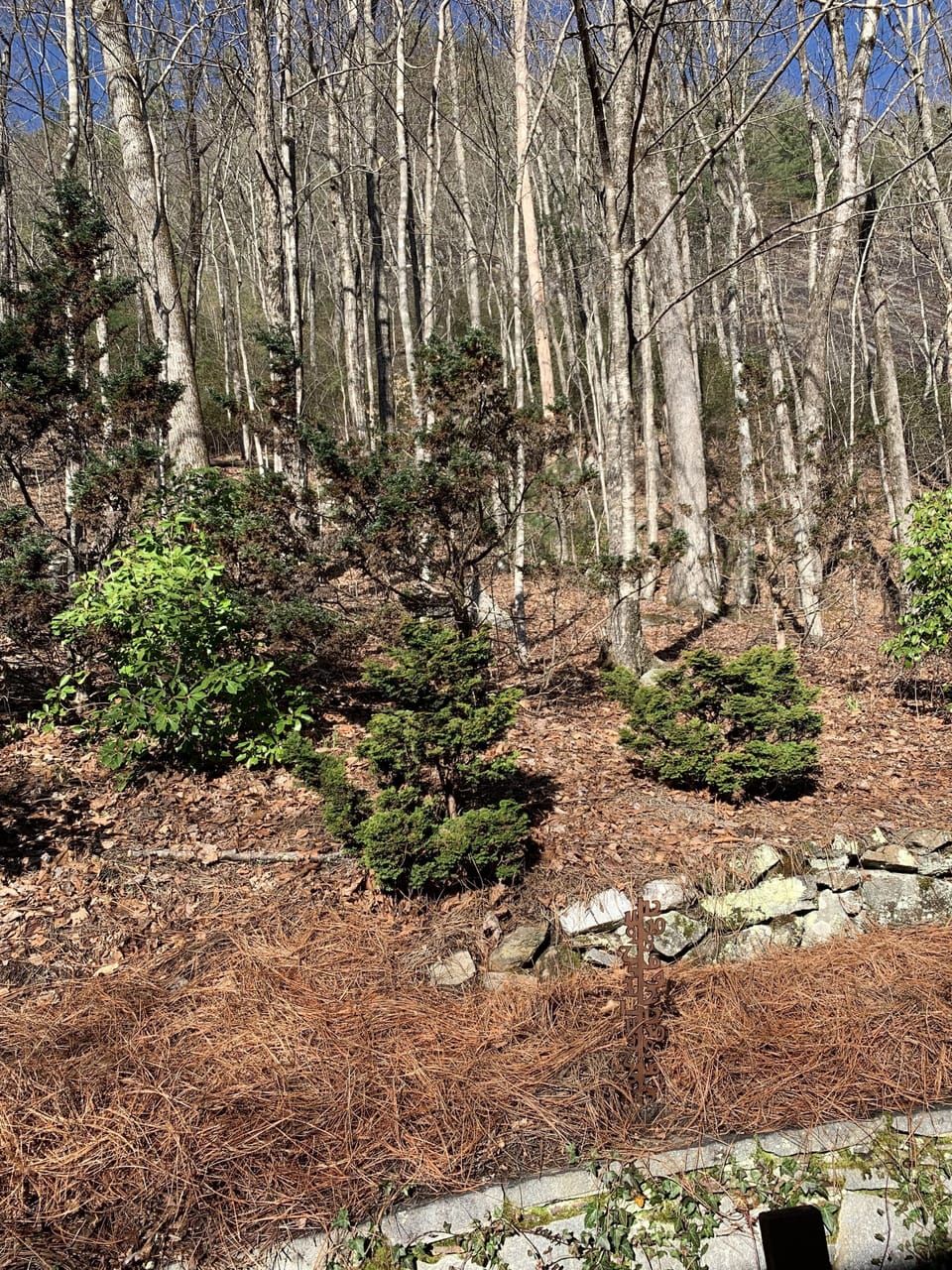 Rear Mountain View