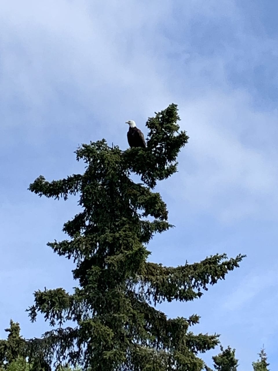 Bald Eagle watching 
