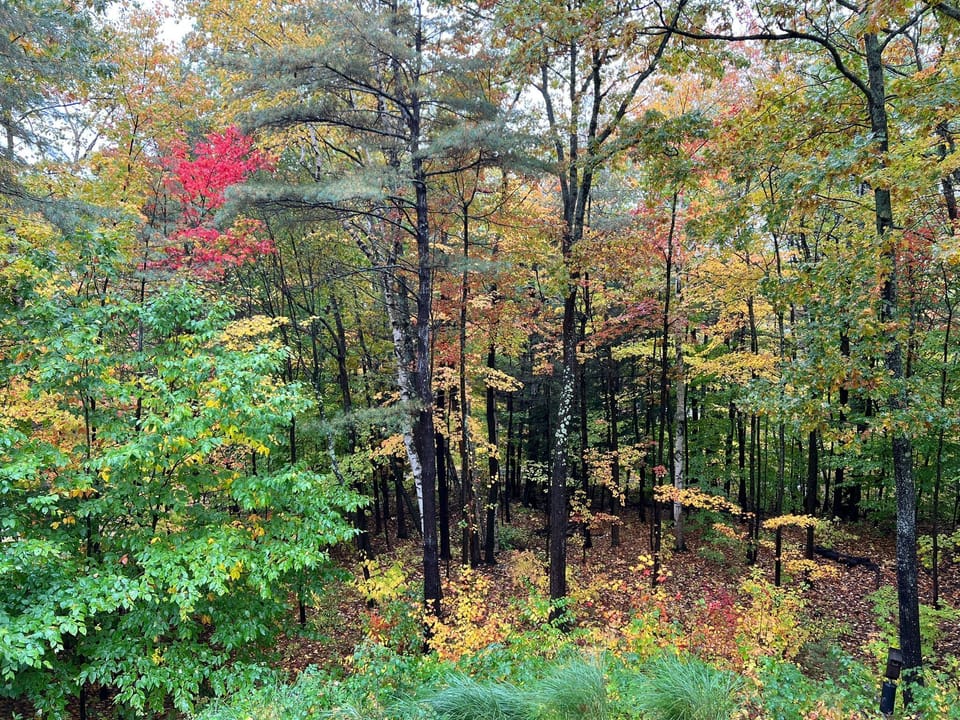 Front Woods
