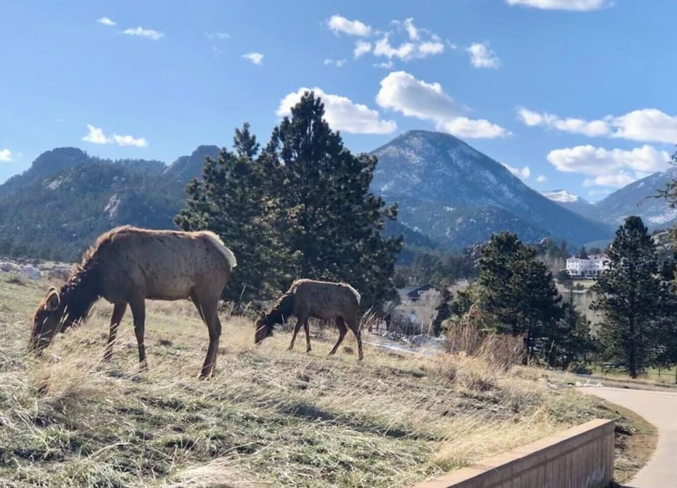 Elk seen on the Lake Estes Trail. 20 minute walk from condo.