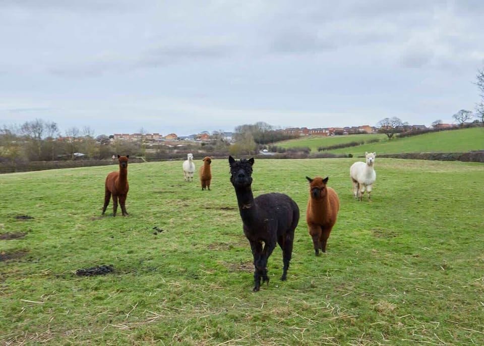 Lowcross Cottage - Pinchinthorpe, Guisborough - Stay North Yorkshire