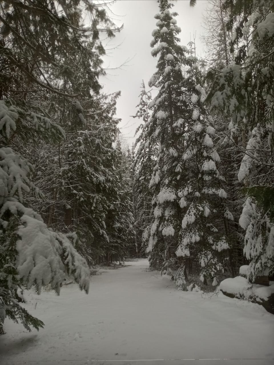 snowed in driveway to the cabin,