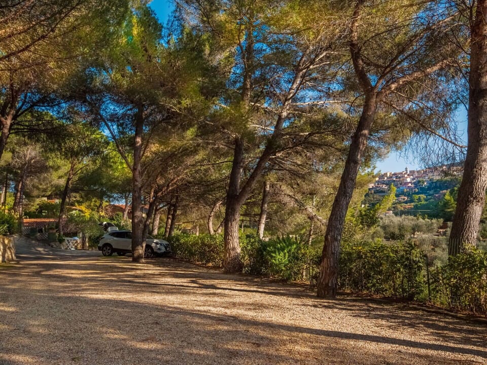 Plant, Sky, Plant Community, Tree, Natural Landscape, Shade, Wood, Road Surface, Grass