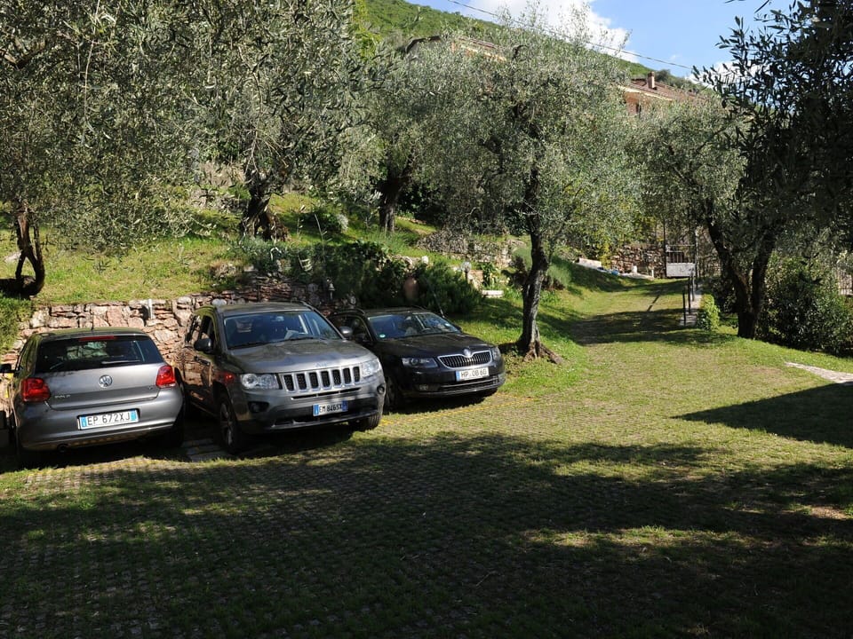 Car, Plant, Vehicle, Wheel, Tree