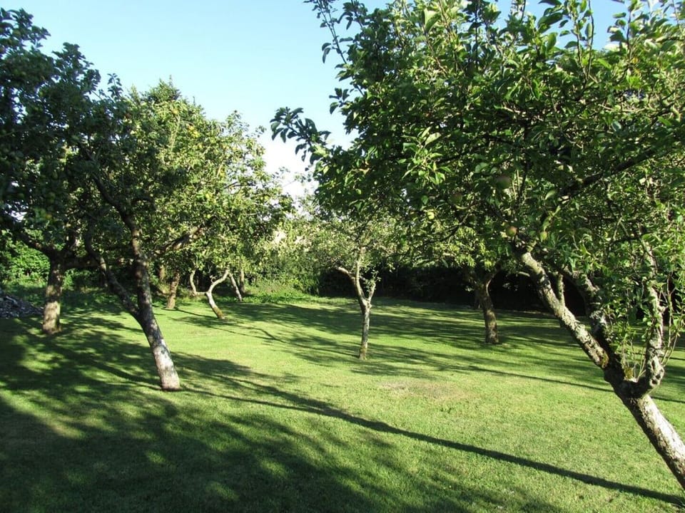 The Orchard.
