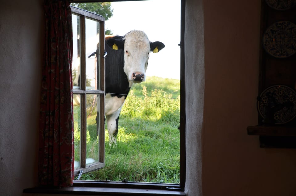 Visitors in the morning outside Cottage kitchen or Carriage House bedroom.