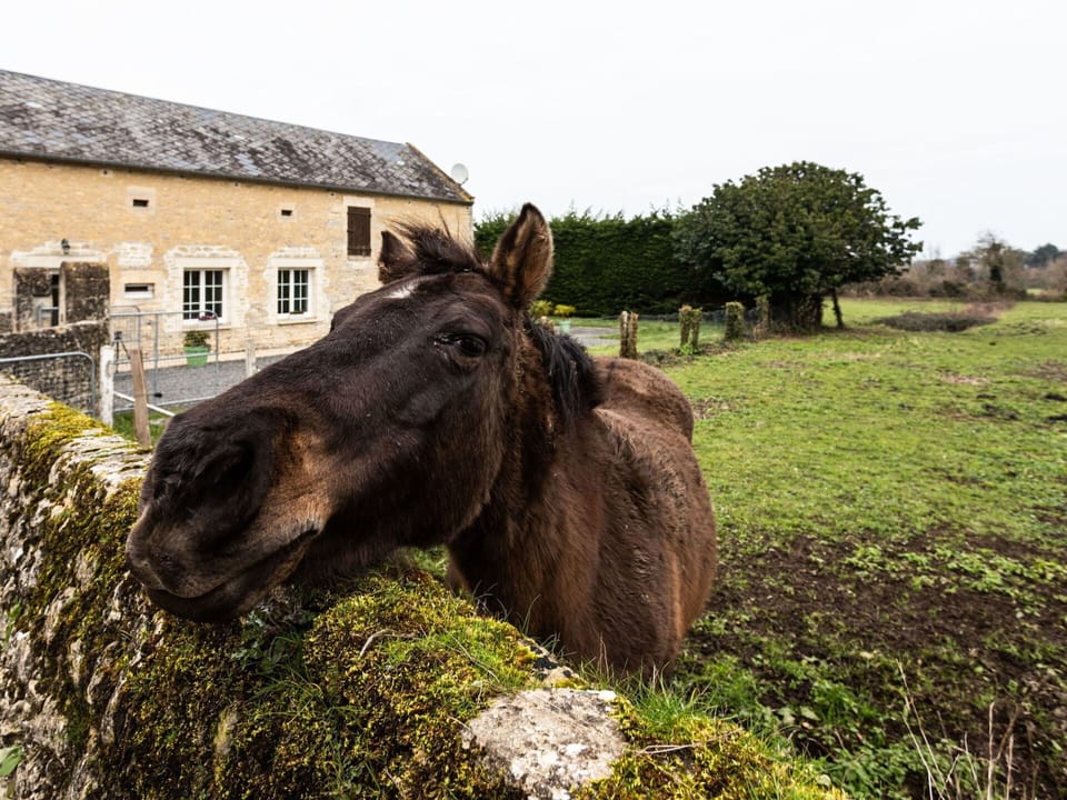 Flower, Plant, Sky, Plant Community, Ecoregion, Nature, Botany, Land Lot, Fence, Vegetation