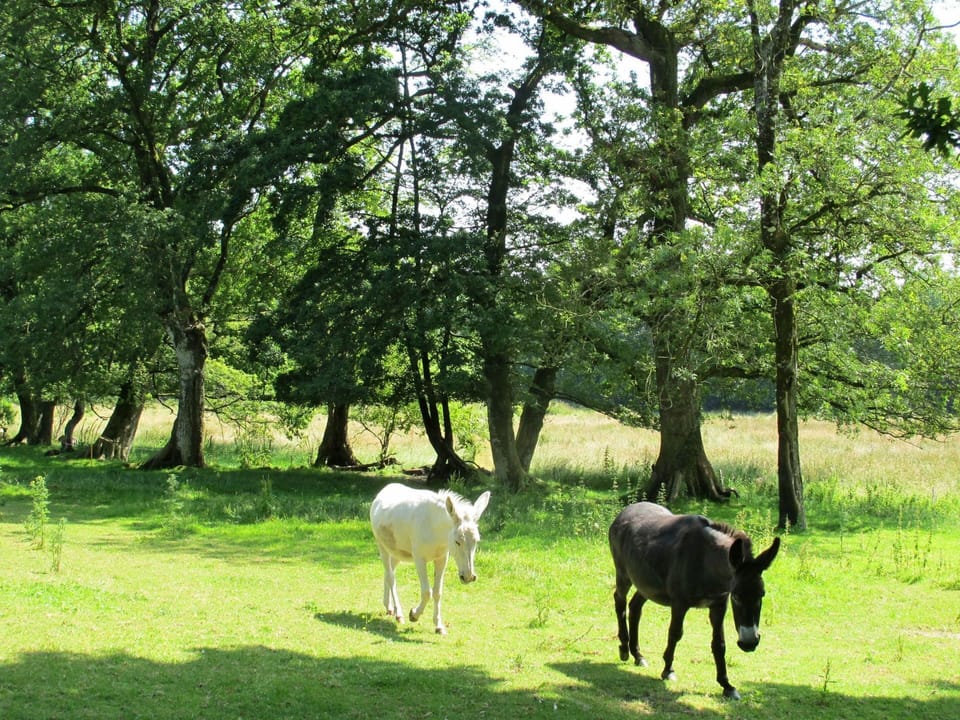 Pasture, Natural Landscape, Green, Tree, Grazing, Meadow, Wildlife, Nature Reserve, Grassland, Natural Environment