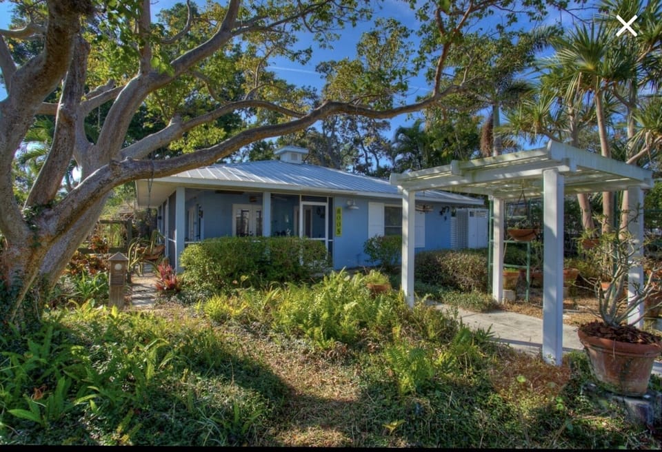 Front yard gumbo limbo tree