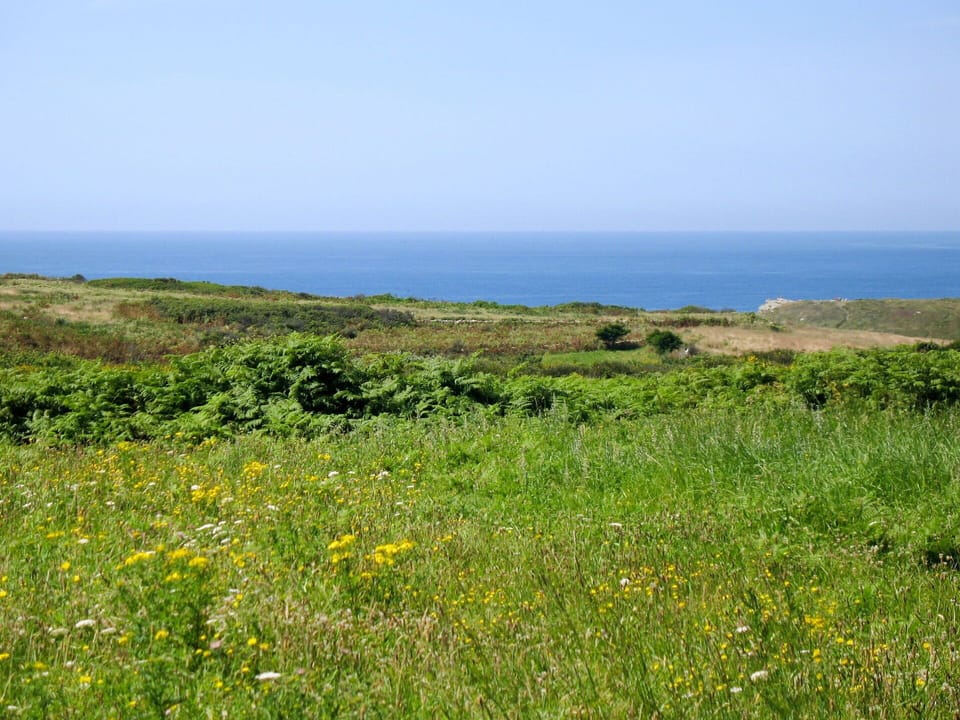 Plant, Flower, Sky, Water, Natural Landscape, Grass, Grassland, Landscape, Herbaceous Plant, Plain