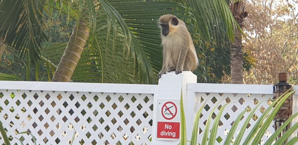 Morning visitor 9th April 2021