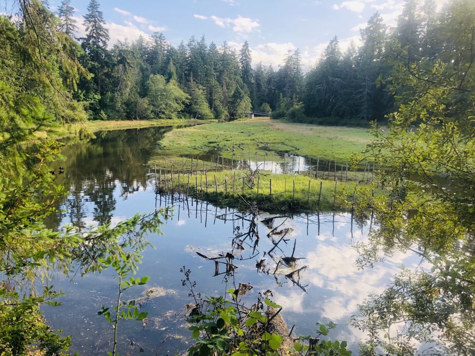 Wildlife estuary, steps from the condo.