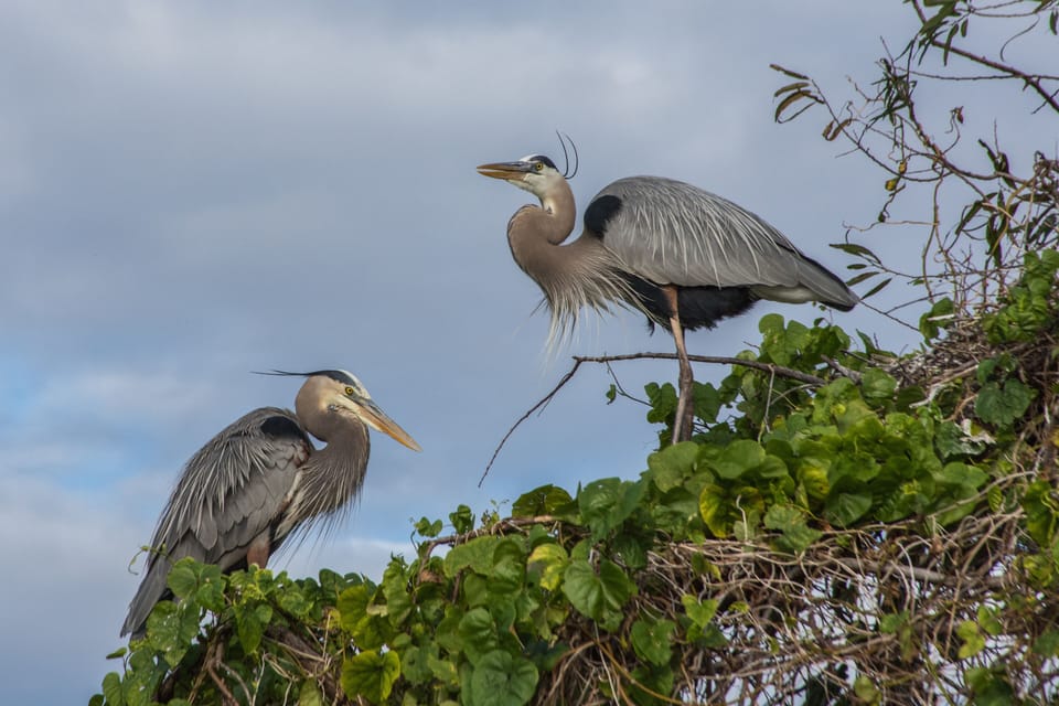 Nesting Great Blue Herons at Alligator Lake