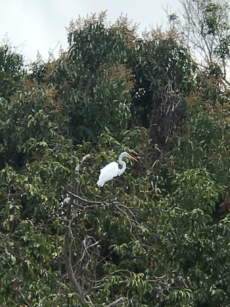 EGRET IN GARDEN