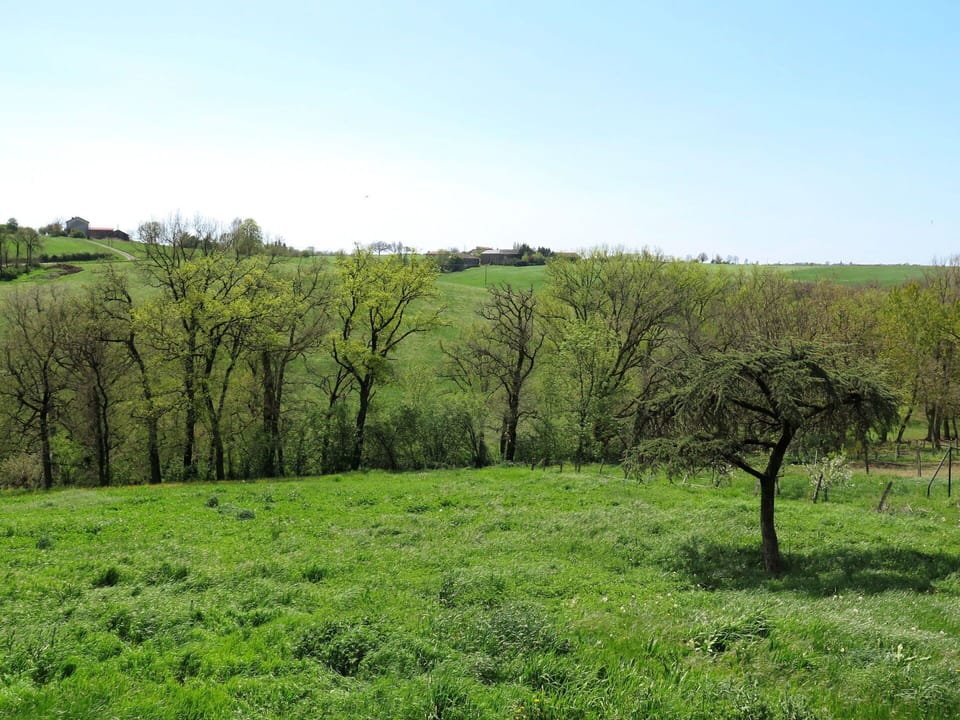 Sky, Plant, Green, Natural Landscape, Tree, Woody Plant, Agriculture, Landscape, Plain, Groundcover