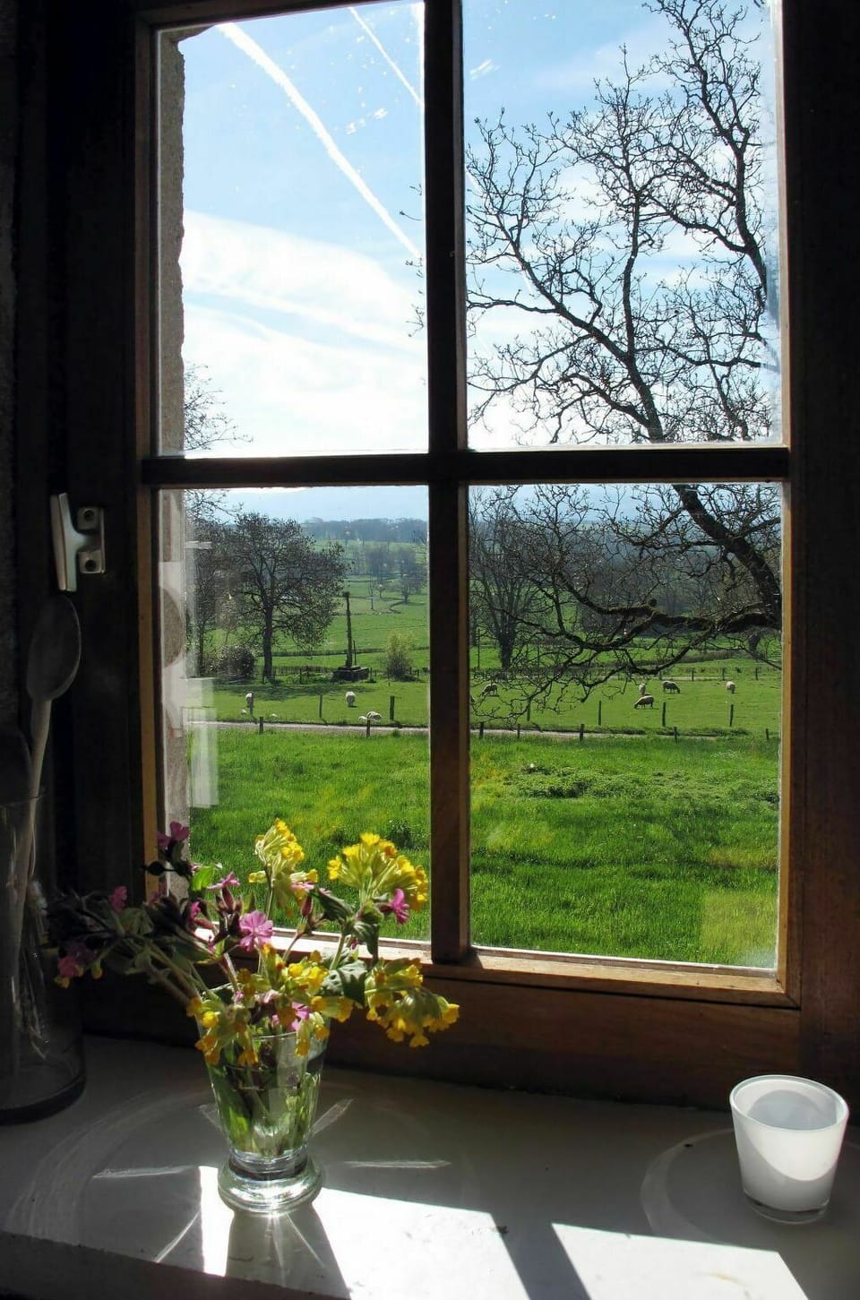 Plant, Flower, Sky, Cloud, Window, Property, Photograph, Light, Leaf