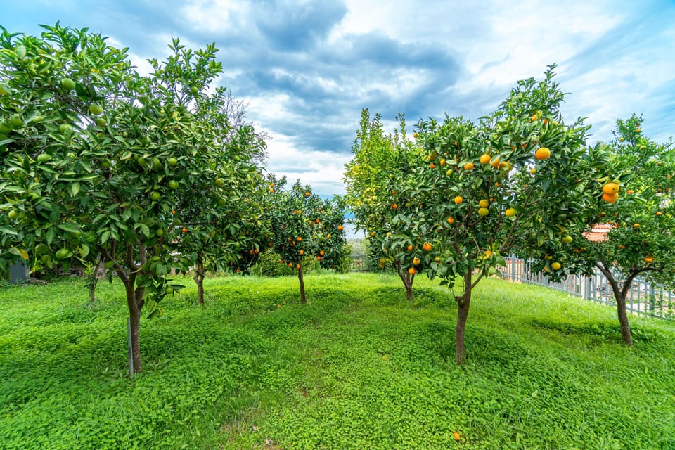 Part of the garden is full of trees