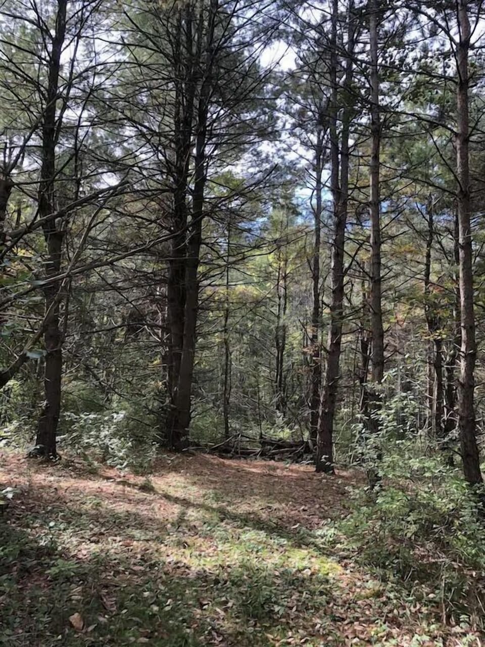 Sunflower - Woods_32_11zon