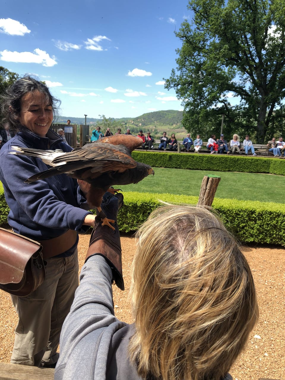 Bird of prey show