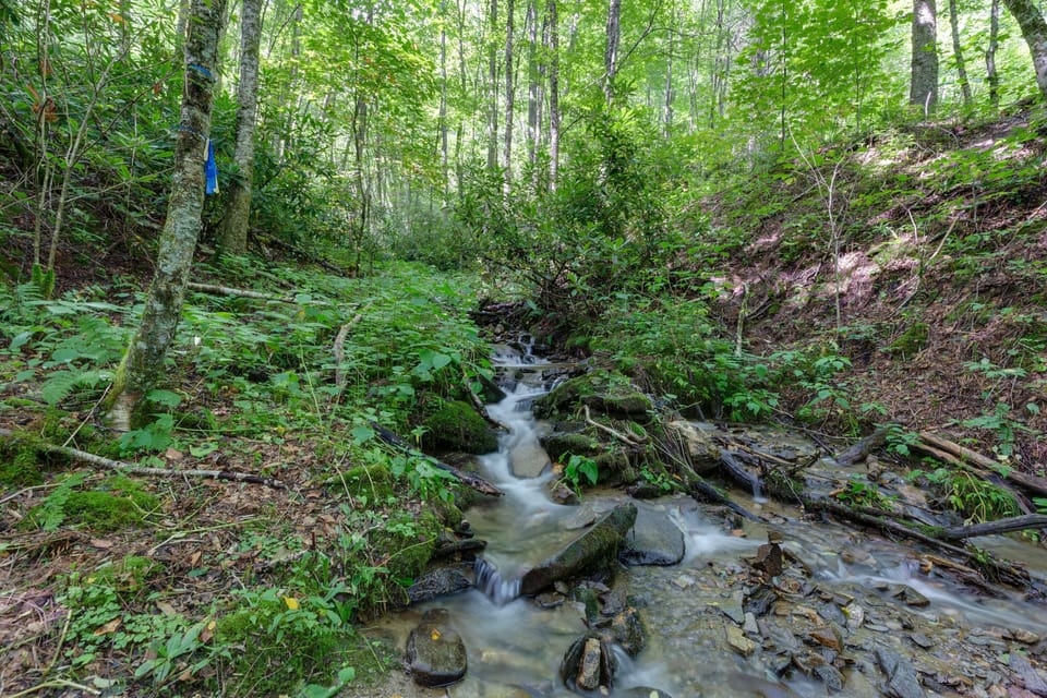 Mountain spring fed creek behind cabin. Walking path to creek. Relax and enjoy!