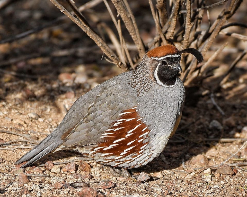 Gambles quail