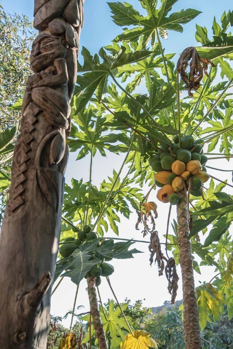 The front yard is full of papaya trees and is decorated with a handmade totem