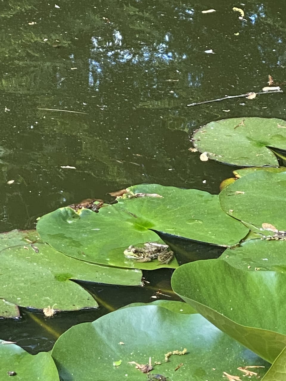 Frog on lily pad