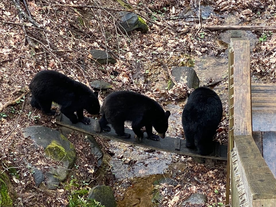 Frequent visitors to the back yard!