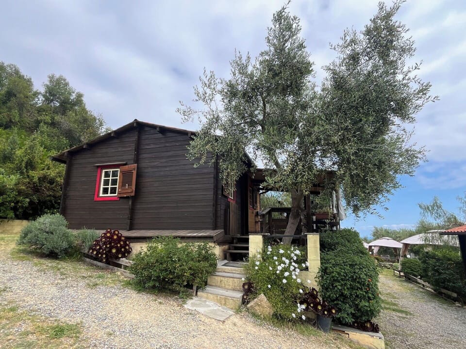 Shrub, Cottage, Garden, Yard, Garden Buildings, Flowerpot, Shade, Landscaping, Backyard