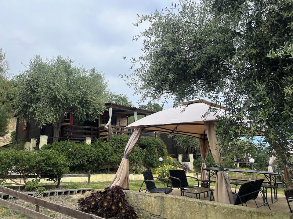 Shrub, Shade, Garden, Outdoor Structure, Backyard, Landscaping, Yard, Outdoor Furniture, Lawn