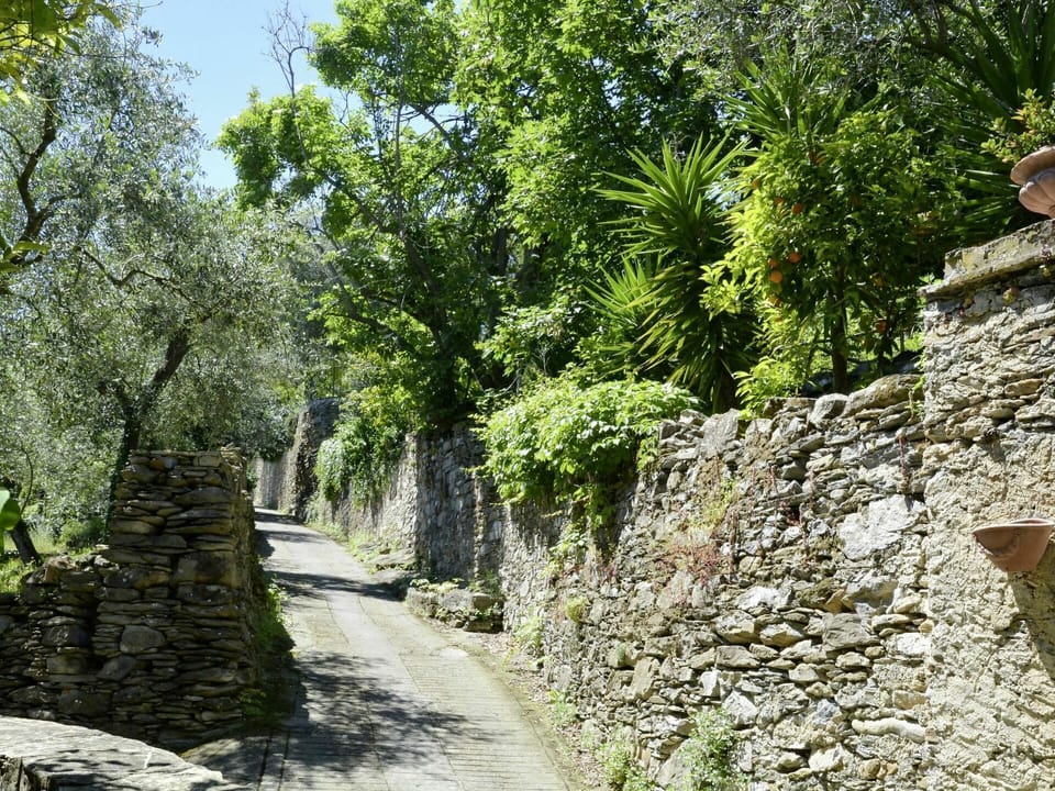Plant Community, Plant, Tree, Natural Landscape, Road Surface, Landscape, Thoroughfare, Grass, Shrub, Sky