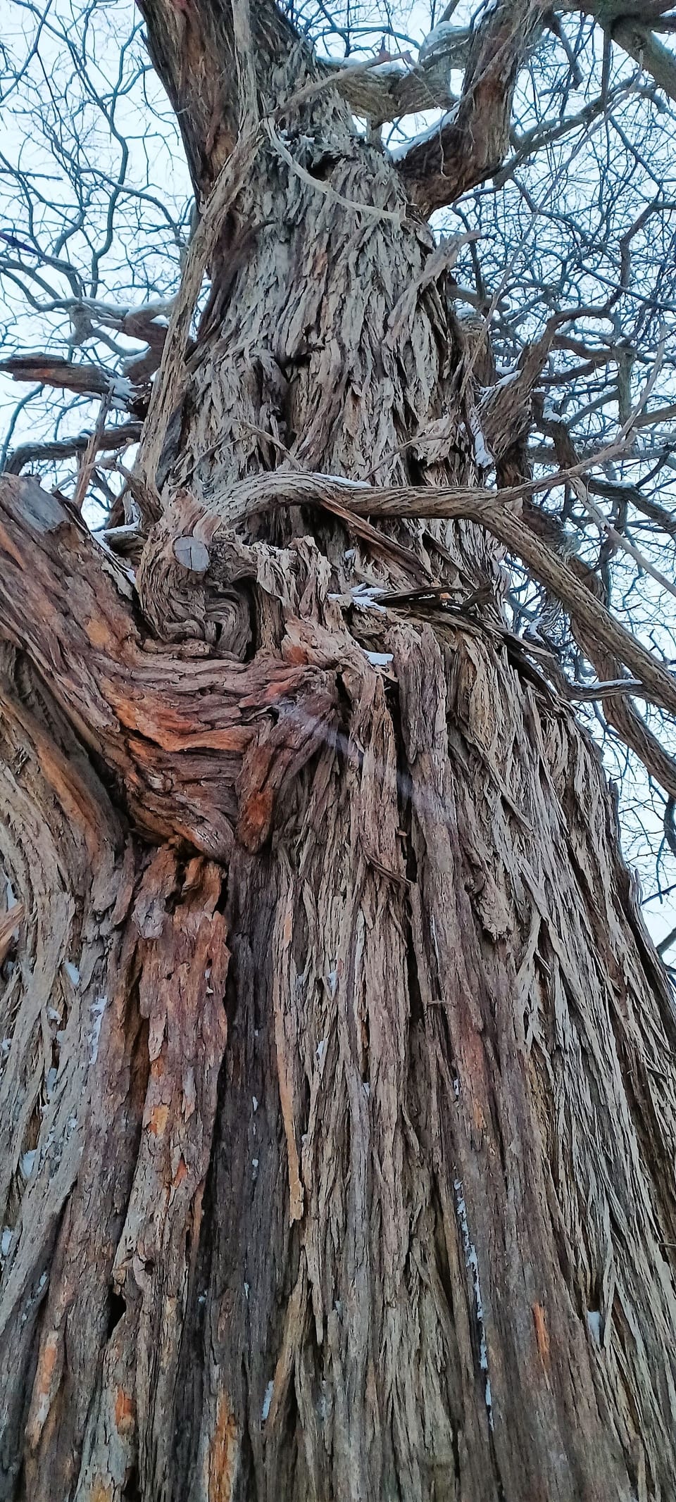 Largest Osage Tree in Geauga County Burton OHIO where the Cuyahoga River begins.
