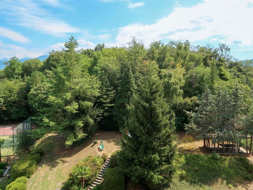 Cloud, Plant, Sky, Natural Landscape, Larch, Tree, Land Lot, Evergreen, Grassland, Grass