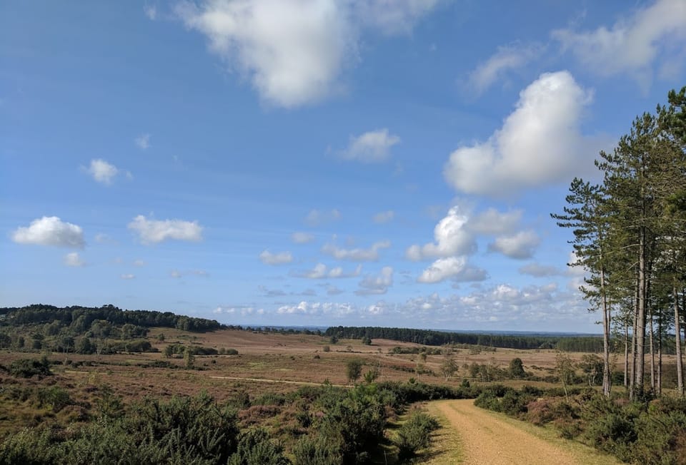 The New Forest - perfect for walking