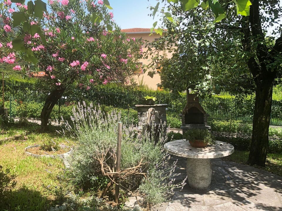 Tree, Garden, Plant, Botany, Flower, House, Spring, Shrub, Yard, Architecture