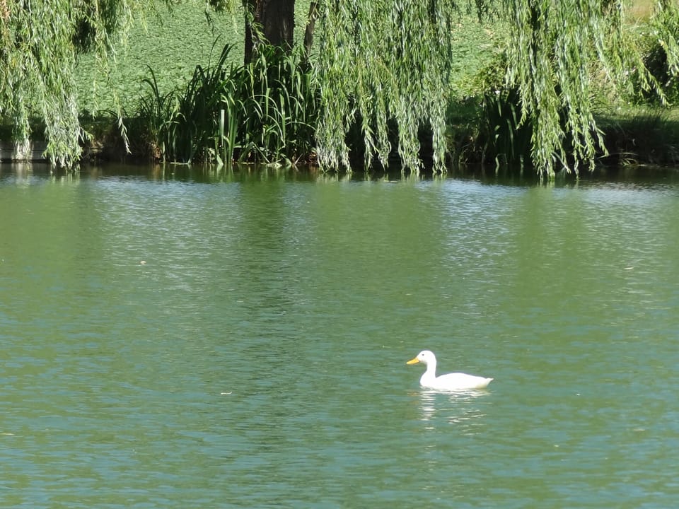 Lake