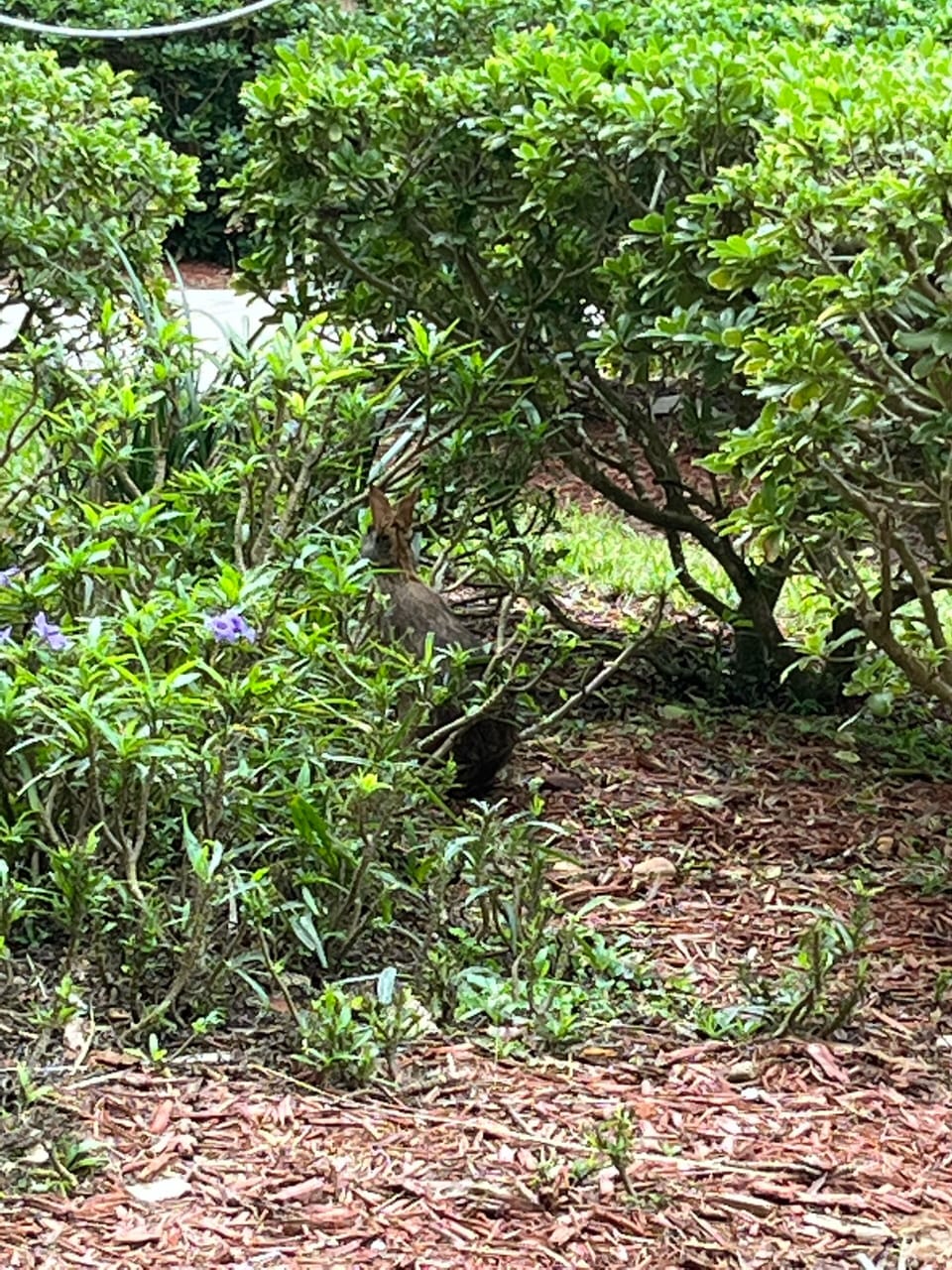 Our daily bunny visitor 