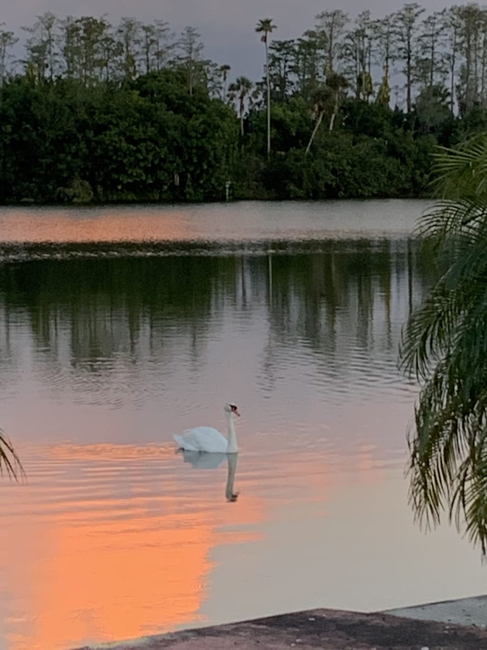 Sunsets on Swan Lake may include a visit from one or both of the resident swans