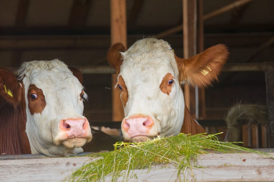 Maisionette apartment "Melissa" with terrace and free WiFi Apartment in Baden-Württemberg